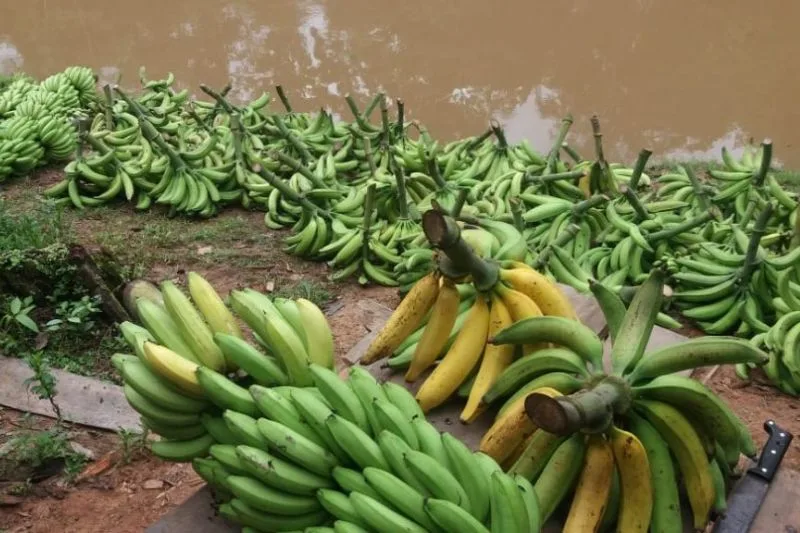 Amazonas amplia área agrícola em 2026, enquanto café recua no ano