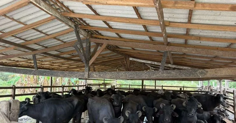 Promotoria apura condições de abate em matadouro de Muaná