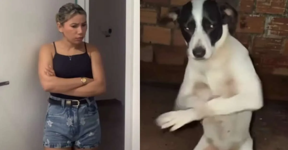 Cachorro criado por IA dança tecnobrega e vira assunto nas redes