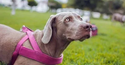 Peitoral para cachorro: como escolher, ajustar e colocar com segurança