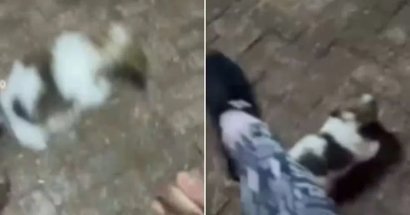 Filhote é resgatada após vídeo de agressões e prisão em Aquidauana