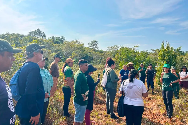 Projetos do Floresta Viva restauram 107,48 hectares no Amazonas