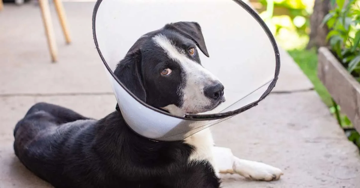 Colar elizabetano: como ajustar o acessório em cães e gatos