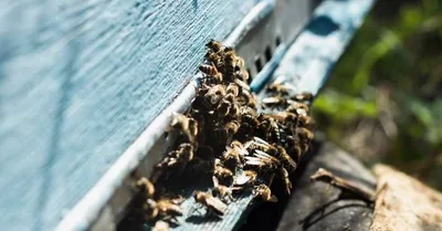 Vítimas de picadas de abelhas seguem sob observação em Ananindeua