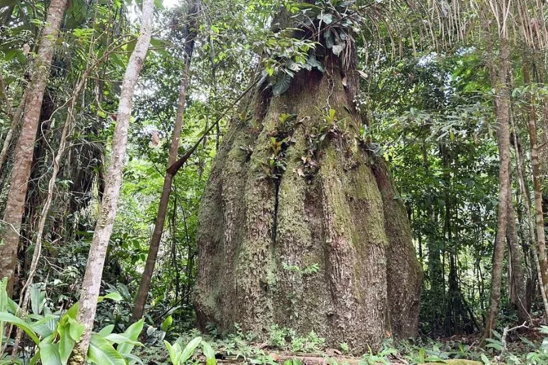 Fundo Amazônia destina R$ 50,5 milhões a comunidades quilombolas