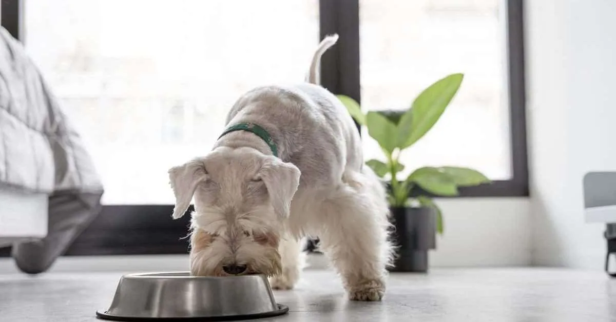 Comedouro para cachorro: como ajustar a altura para cada porte