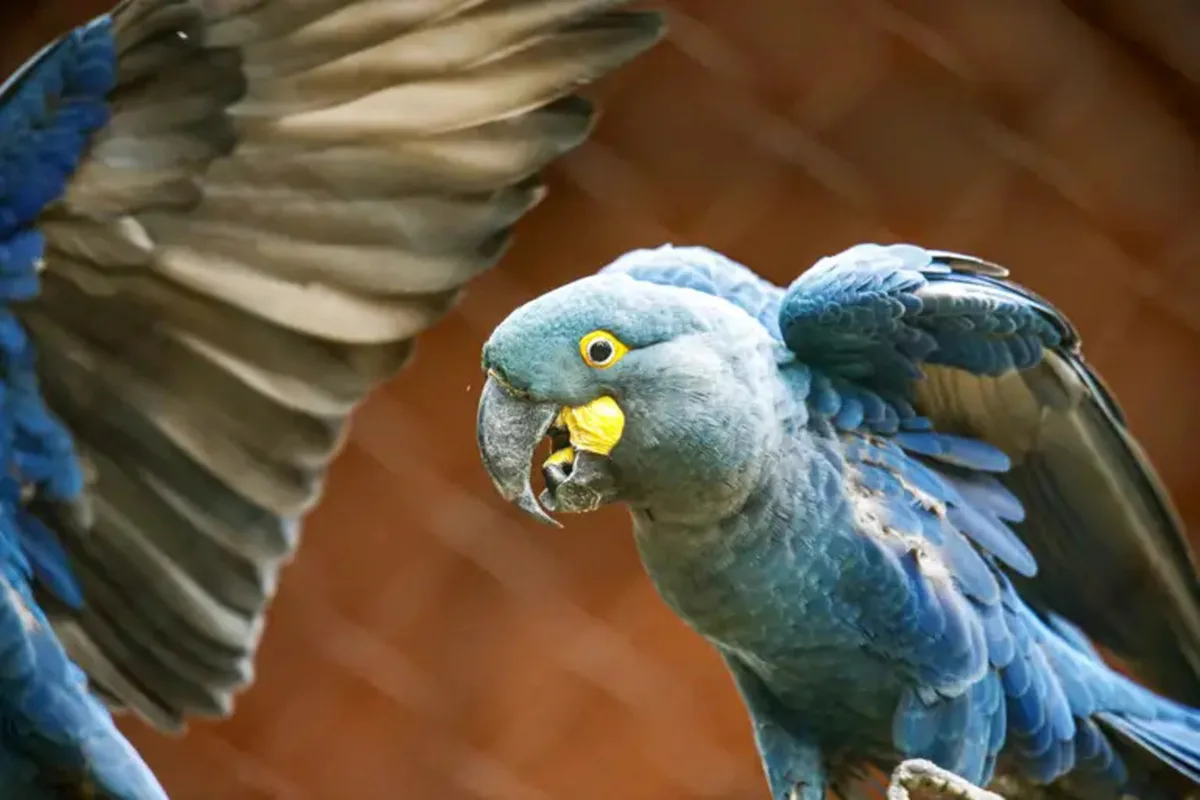 Arara-azul-grande e tucuxi entram na lista de espécies ameaçadas